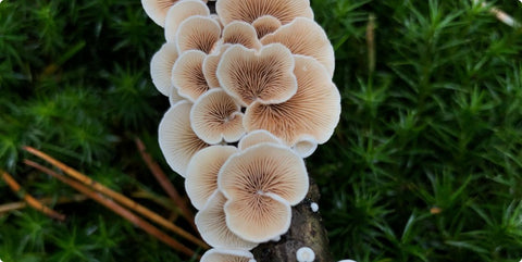 All about medicinal mushrooms