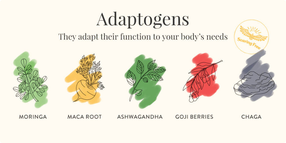 Top Adaptogens for Stress and Focus: Backed by Science