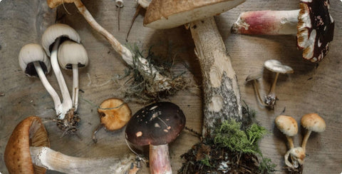 7 MEDICINAL MUSHROOMS & THEIR BENEFITS